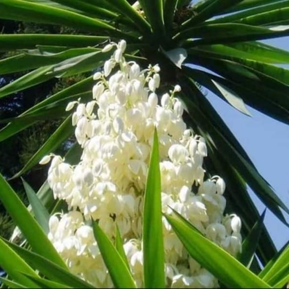 Meet your Posher, Marta - Picture 1 of 2